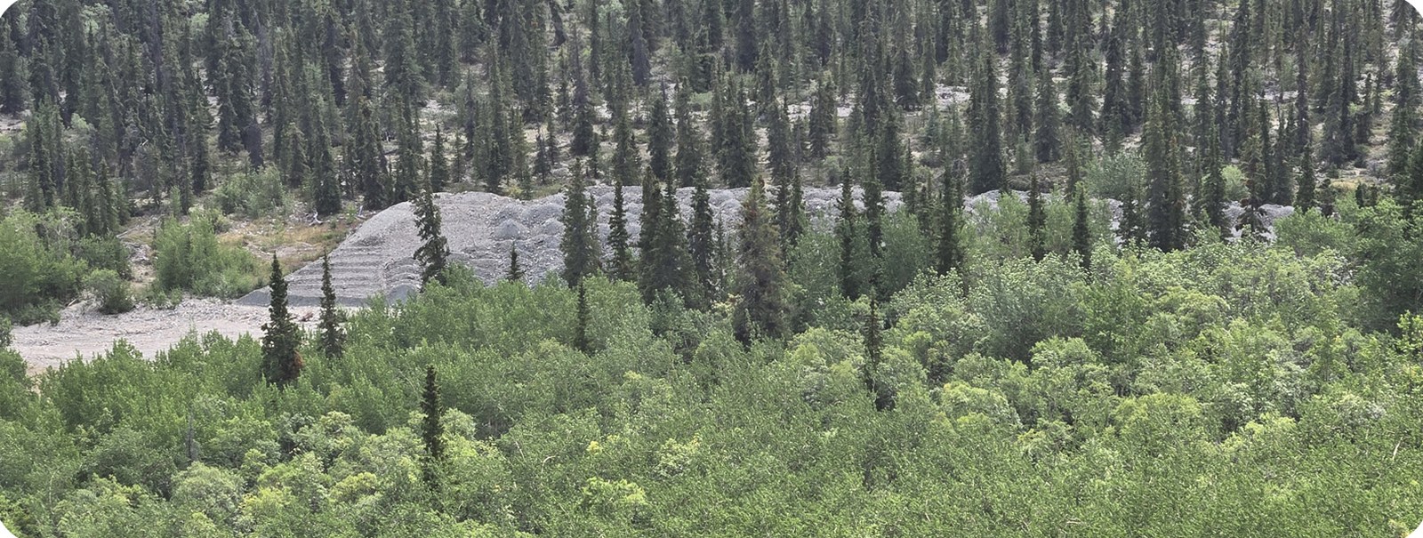 Boreal forest over outcropping ground on the Blue Jay Gold projects